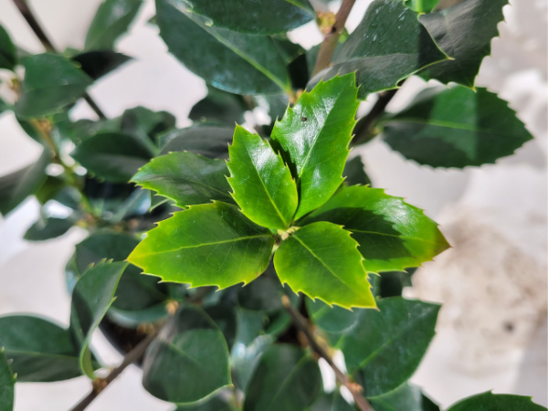 Stechpalme"Heckenfee ® - Ilex meserveae Heckenfee ®