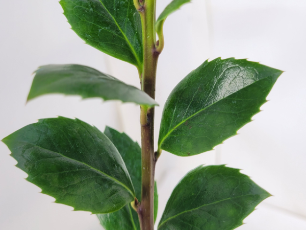 Stechpalme"Heckenfee ® - Ilex meserveae Heckenfee ®