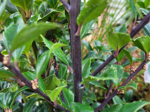 Stechpalme"Heckenfee ® - Ilex meserveae Heckenfee ®