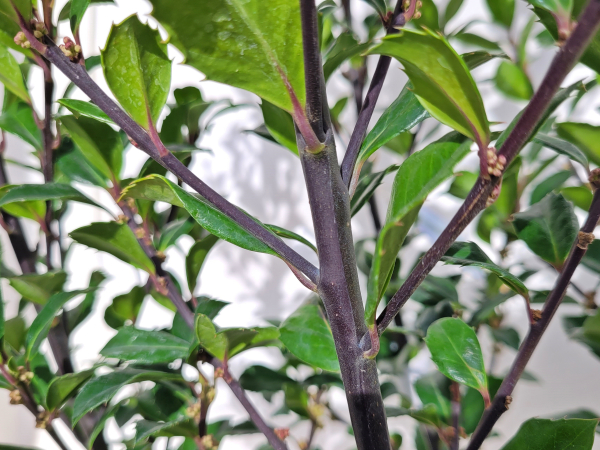 Stechpalme Heckenstar - Ilex meserveae Heckenstar