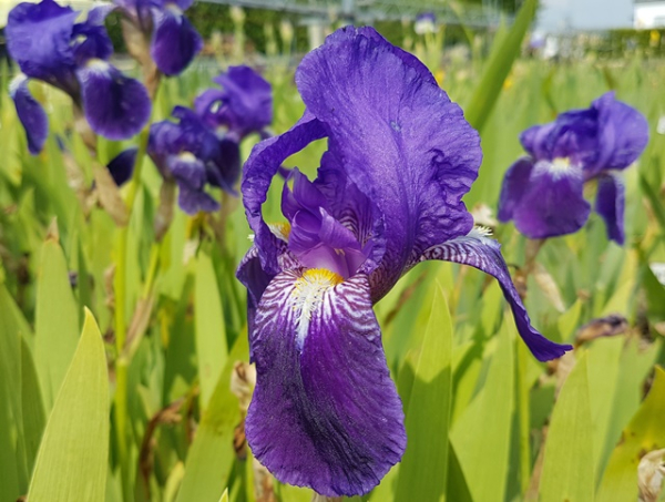 Iris barbata-media 'Alfred' - Hohe Bart-Schwertlilie 'Alfred' |  Hecken-Direkt.de