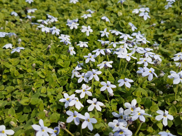 Isotoma fluviatilis - Blauer Bubikopf