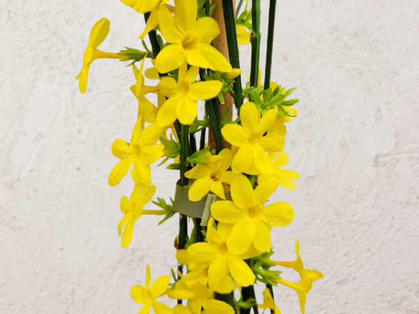 Jasminum nudiflorum - (Echter Winter-Jasmin),