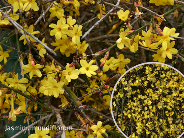 Jasminum nudiflorum - (Echter Winter-Jasmin),