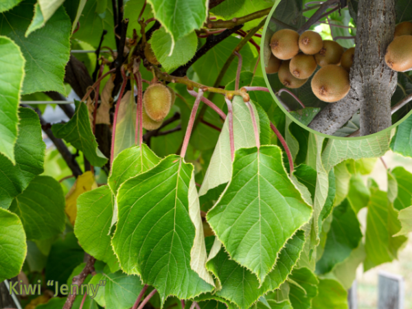 Actinidia chinensis Yennie Kiwi