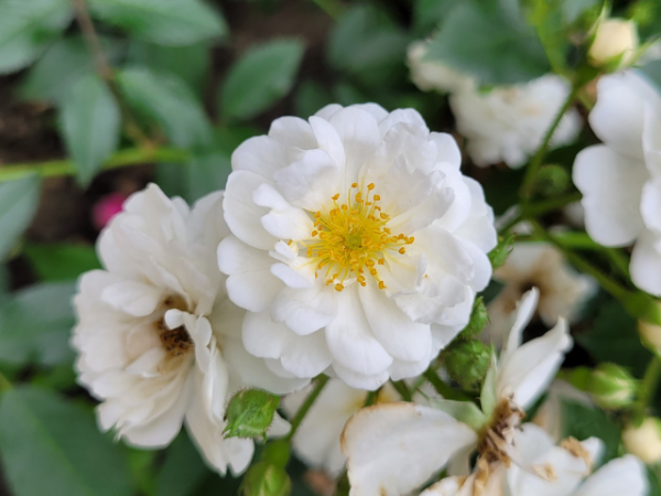 Rosa "Guirlande d'Amour"® - (Kletterrose "Guirlande d'Amour"®),