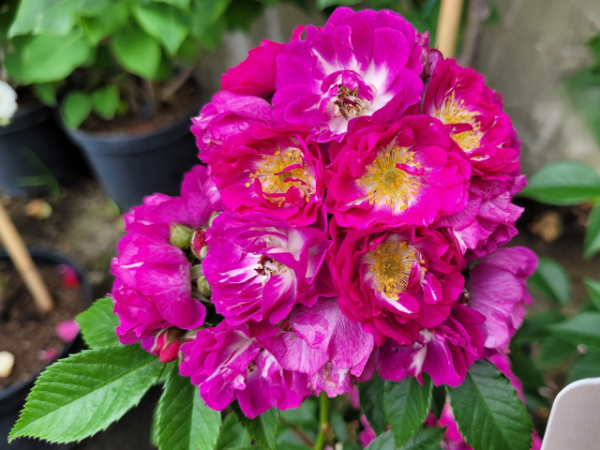 Rosa "Perennial Blue"® - (Kletterrose "Perennial Blue"®),