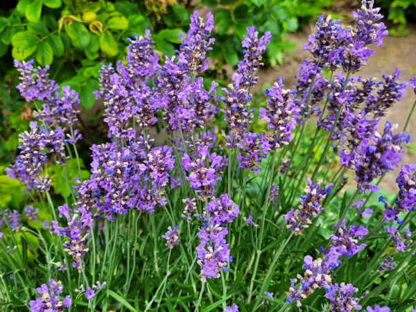 Lavandula angustifolia 'Hidcote Blue' - (Lavendel 'Hidcote Blue'),