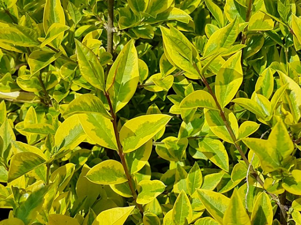 Goldliguster - Ligustrum ovalifolium 'Aureum' | Hecken-Direkt.de