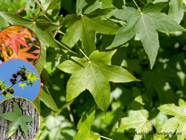 Liquidambar styraciflua - Amerikanischer Amberbaum
