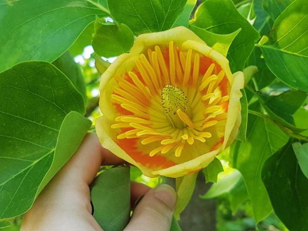 Liriodendron tulipifera - Amerikanischer Tulpenbaum