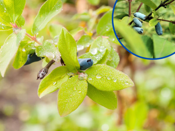 Lonicera kamtschatica "Blue Velvet" ® - (Heckenkirsche "Blue Velvet" ®),