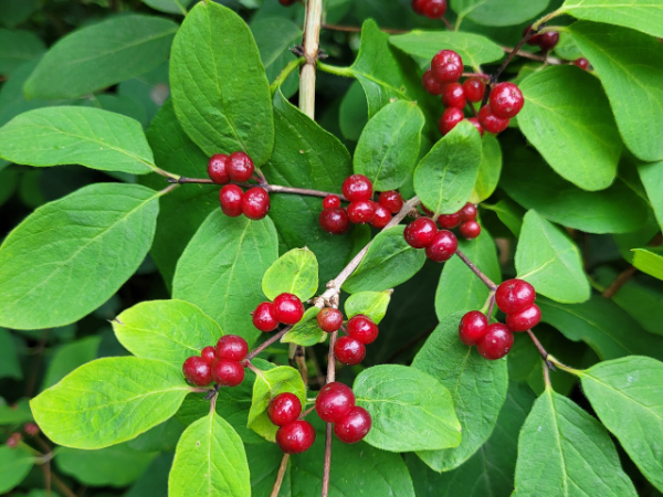 Lonicera xylosteum - Heckenkirsche