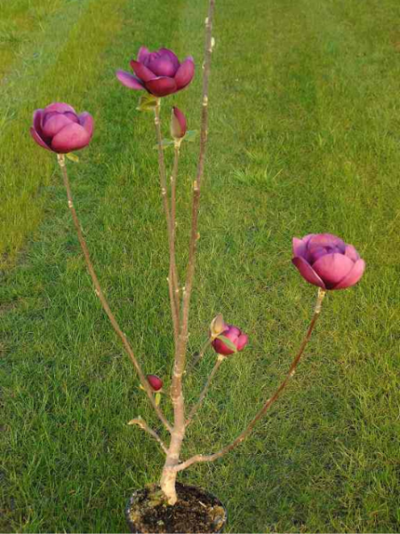 Magnolie Black Tulip - Magnolia Black Tulip