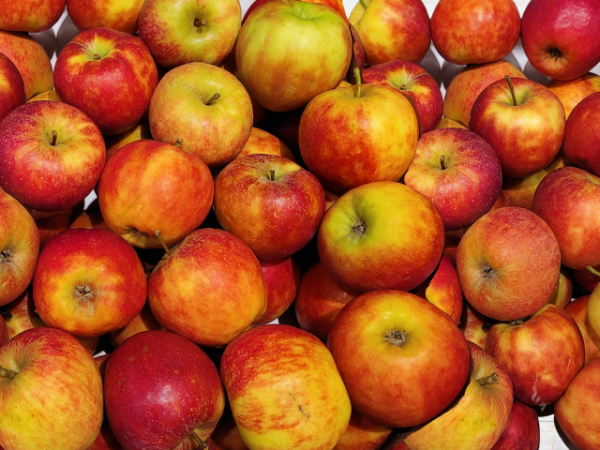 Malus Elstar ® Apfel
