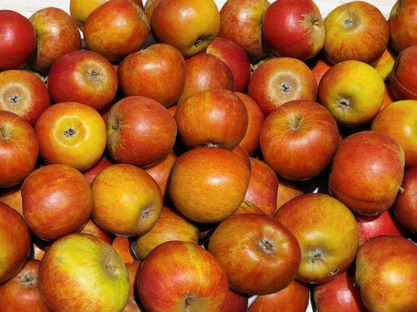 Apfel Malus Holsteiner Cox