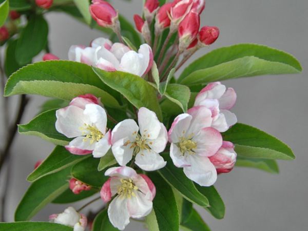 Zwerg-Zierapfel Pomzai -  Malus Pomzai