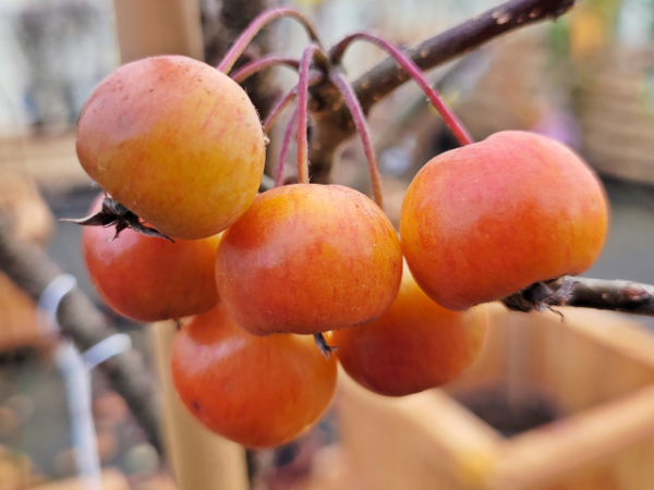 Zwerg-Zierapfel Pomzai -  Malus Pomzai Frucht