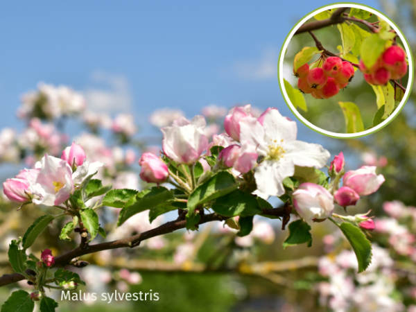 Malus sylvestris - Gemeiner Apfel/Wildapfel/Holzapfel