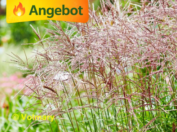 Miscanthus sinensis Ferner Osten