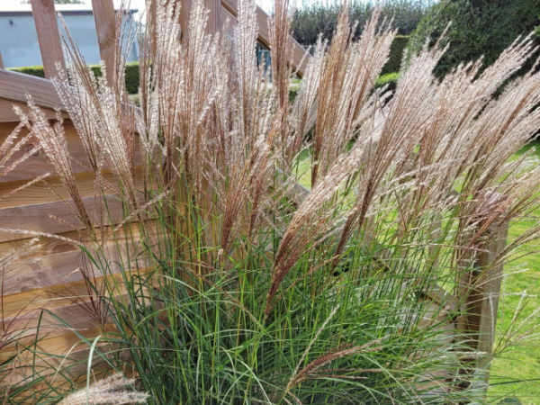 winterhartes ziergras Chinaschilf Kleine Silberspinne
