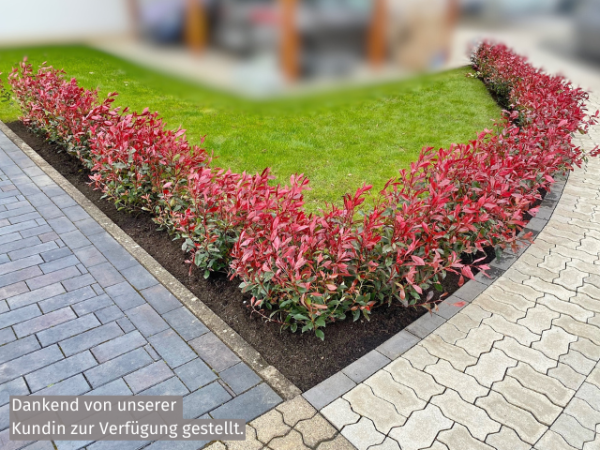 Photinia fraseri "Devil's Dream"® - (Rote Glanzmispel "Devil's Dream" ®),