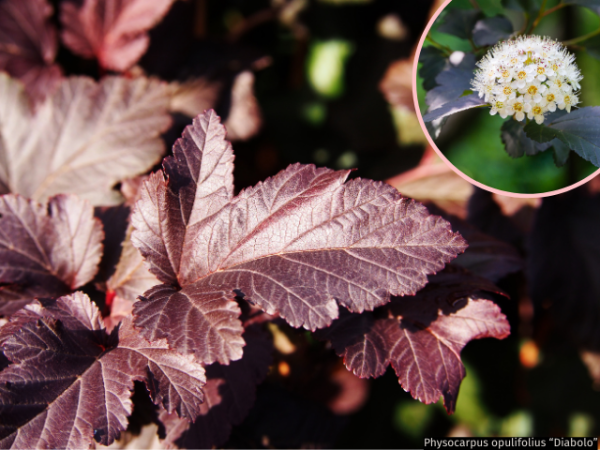 Physocarpus opulifolius Diabolo - Dunkelrote Blasenspiere Diabolo