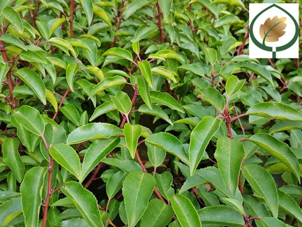Portugiesischer Kirschlorbeer - Prunus lusitanica 'Angustifolia' |  Hecken-Direkt.de