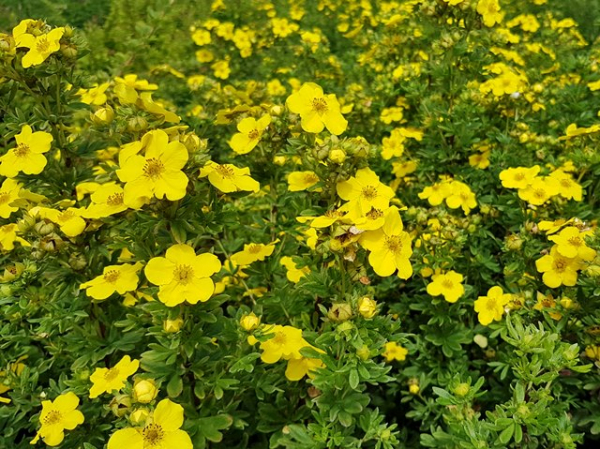 Potentilla Goldfinger - Fingerstrauch Goldfinger