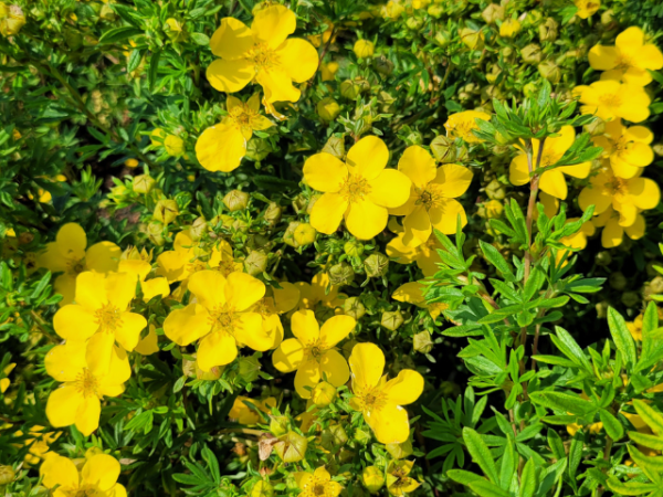Potentilla Goldfinger - Fingerstrauch Goldfinger