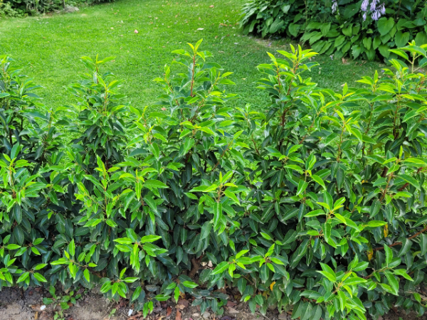 Prunus lusitanica "Angustifolia" - (Portugiesische Lorbeerkirsche),