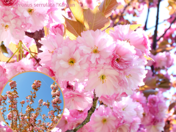 Prunus serrulata Kanzan - Japanische Nelkenkirsche Kanzan