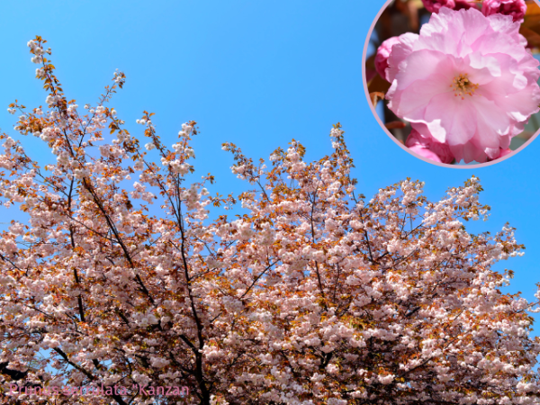 Prunus serrulata "Kanzan" - (Japanische Nelkenkirsche "Kanzan"),