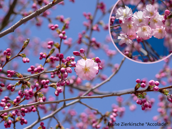 Prunus subhirtella Accolade - Frühe Zierkirsche Accolade
