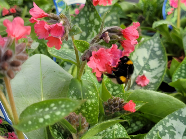 Pulmonaria saccharata Shrimps on the Barbie -R-