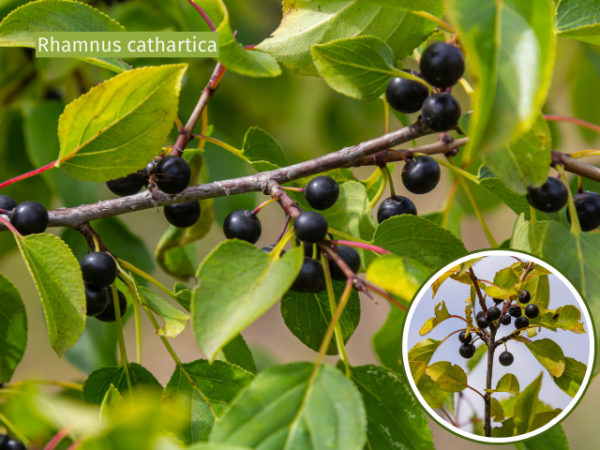 Acer campestre Feldahorn Maßholder Blatt