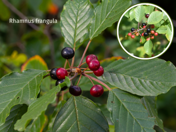 Rhamnus frangula - Faulbaum