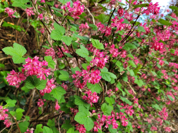 Ribes sanguineum "King Edward VII" - (Blutjohannisbeere),