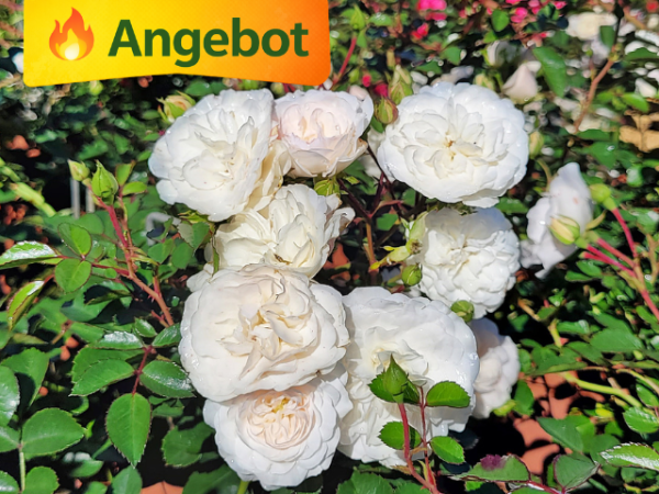 weiße blüte rose sea foam