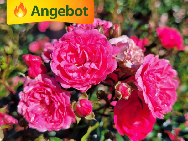 pinke blüte rose the fairy pink