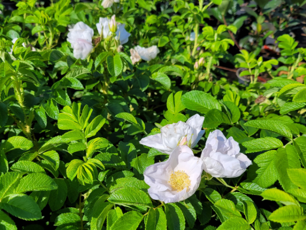 rosa rugosa alba weiße apfelrose