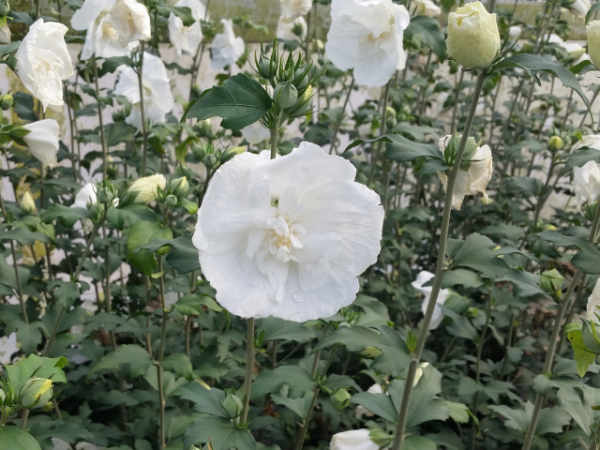 Hibiscus syriacus "White Chiffon" ® - Rosen-Eibisch "White Chiffon" ®