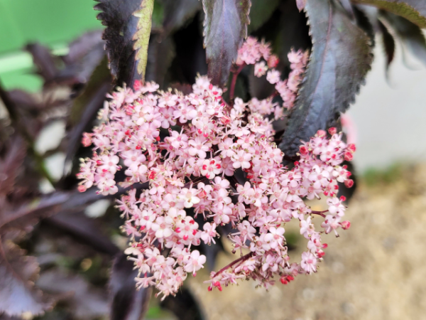 Sambucus nigra "Black Tower"® - (Schwarzer Holunder "Black Tower"®),