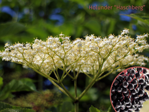 Sambucus nigra Haschberg Schwarzer Holunder
