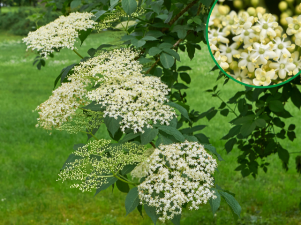 Sambucus nigra Haschberg Schwarzer Holunder