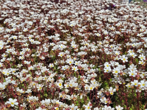Saxifraga x arendsii "Alba" - (Moos-Steinbrech "Alba"),