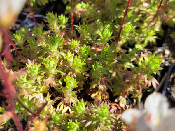 Saxifraga x arendsii "Alba" - (Moos-Steinbrech "Alba"),