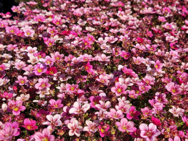 Saxifraga x arendsii Marto Rose - Moos-Steinbrech Marto Rose