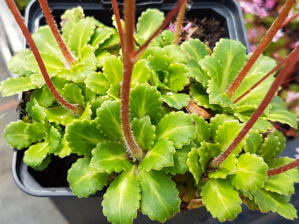 Saxifraga x urbium 'Clarence Elliott' - (Porzellanblümchen 'Clarence Elliott'),
