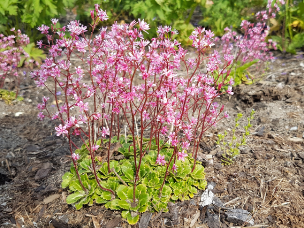 Saxifraga x urbium 'Clarence Elliott' - (Porzellanblümchen 'Clarence Elliott'),